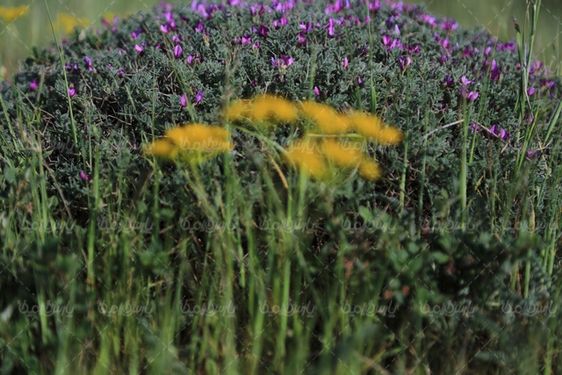 عکس با کیفیت گون