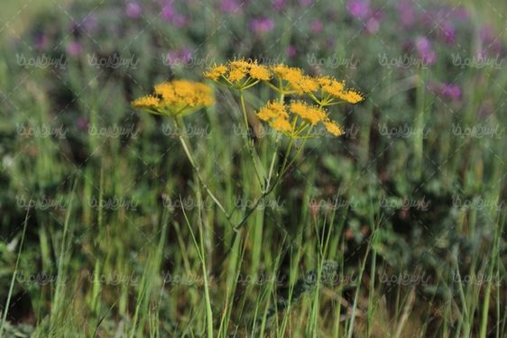 دانلود تصویر گل وحشی