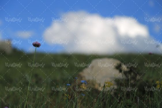 دانلود تصویر گل وحشی