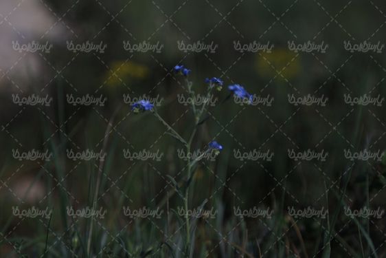 دانلود تصویر گل وحشی