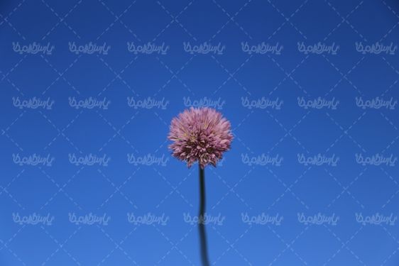 دانلود تصویر گل وحشی