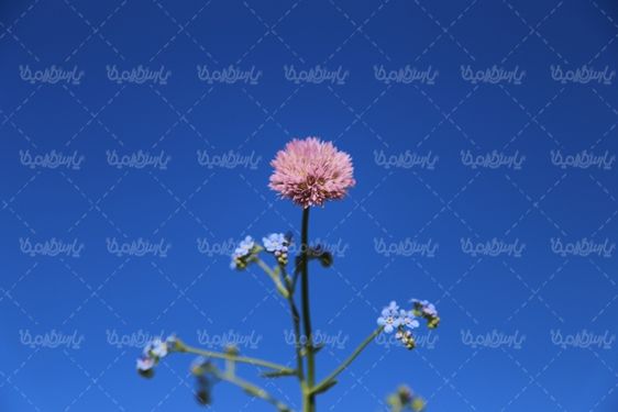 دانلود تصویر گل وحشی