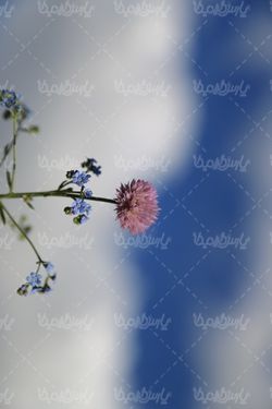 دانلود تصویر با  کیفیت گل وحشی