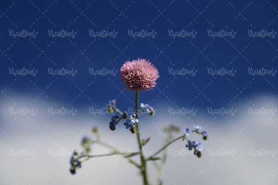 دانلود تصویر با  کیفیت گل وحشی