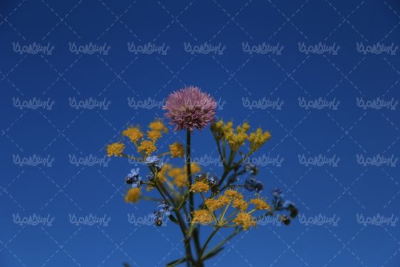 عکس با کیفیت گل