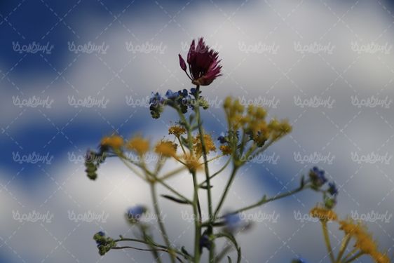 دانلود عکس با کیفیت گل