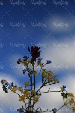 دانلود عکس با کیفیت گل