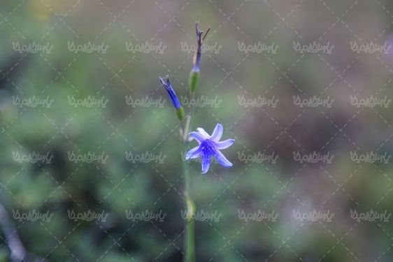 دانلود عکس با کیفیت گل