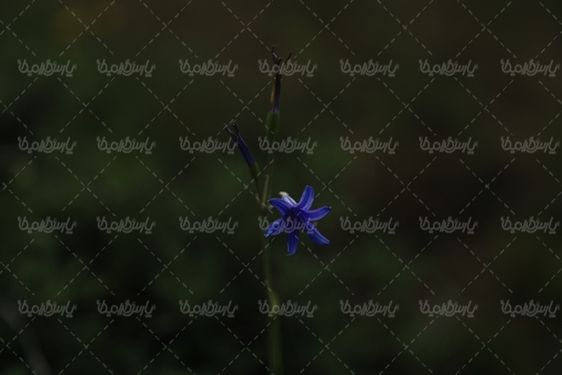 دانلود عکس با کیفیت گل