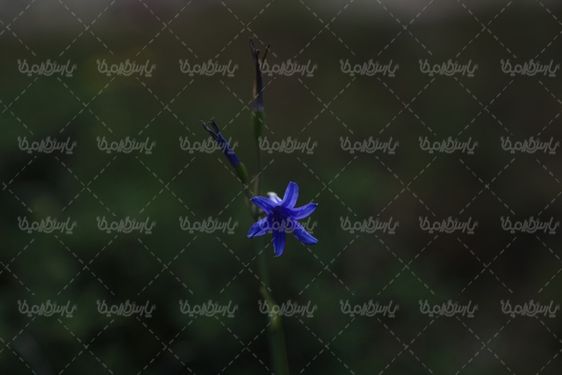 دانلود عکس با کیفیت گل