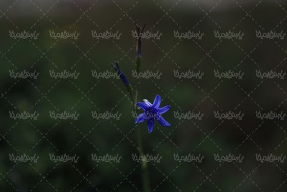 دانلود عکس با کیفیت گل