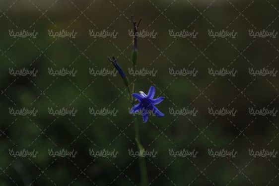 دانلود عکس با کیفیت گل