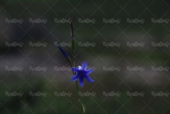 دانلود عکس با کیفیت گل