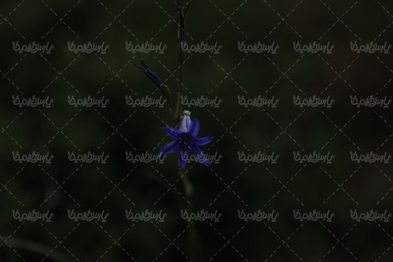 نمای بسته تصویر گل