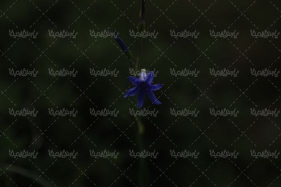 نمای بسته تصویر گل