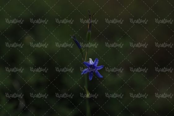 نمای بسته تصویر گل