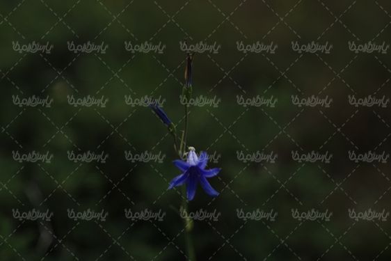 نمای بسته تصویر گل