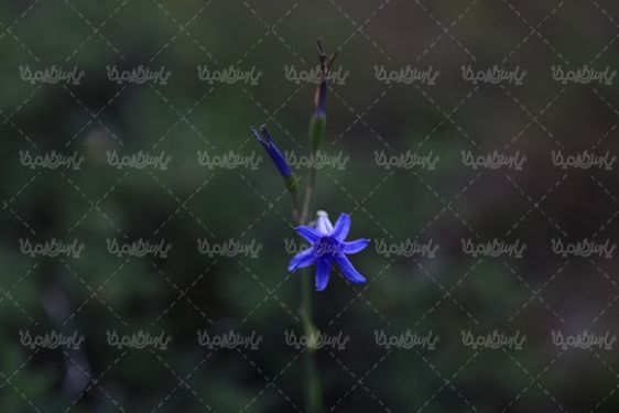 دنلود تصویر گل وحشی