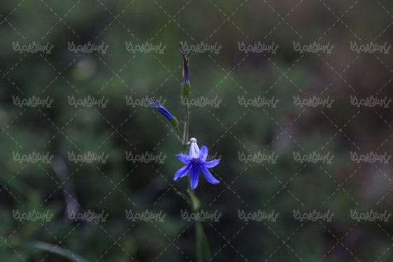 دنلود تصویر گل وحشی