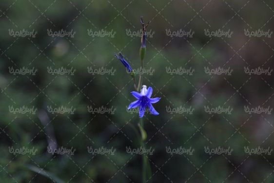 دنلود تصویر گل وحشی