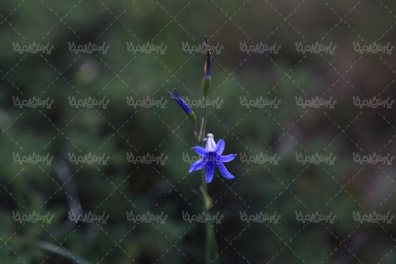 دنلود تصویر گل وحشی