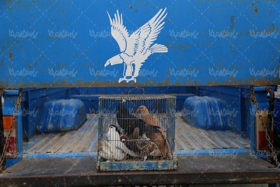 بازار فروش پرندگان