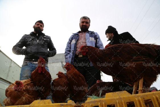 تصویر با کیفیت مرغ و خروس