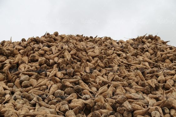 تصویر با کیفیت چغندر قند