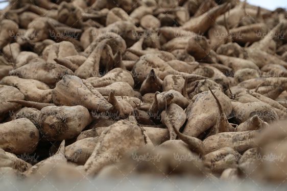 تصویر با کیفیت چغندر قند