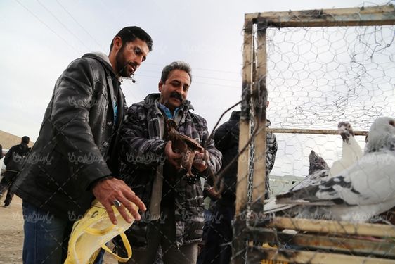 دانلود عکس بازار فروش پرنده