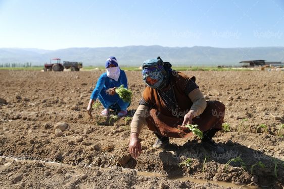نهال کردن گوجه فرنگی