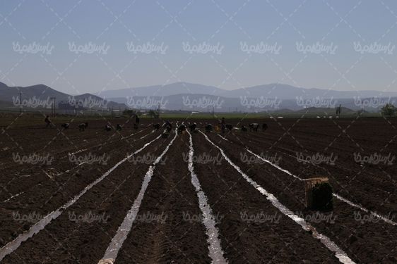 عکس با کیفیت نهال کردن گوجه فرنگی