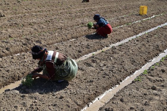 عکس با کیفیت نهال کردن گوجه فرنگی