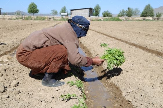 عکس با کیفیت نهال کردن گوجه فرنگی