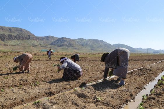 کاشت نهال گوجه فرنگی