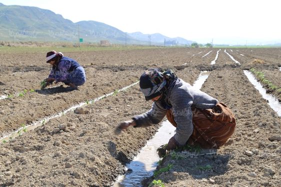 کاشت نهال گوجه فرنگی