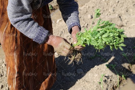 کاشت نهال گوجه فرنگی