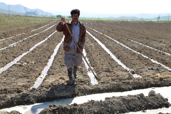 تصویر با کیفیت کاشت نهال گوجه فرنگی