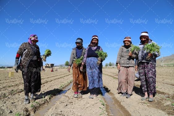 کاشتن نهال گوجه فرنگی