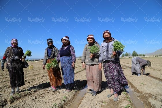 کاشتن نهال گوجه فرنگی