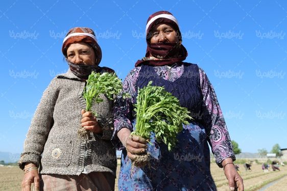 تصویر با کیفیت نهال گوجه فرنگی