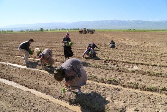 دانلود تصویر با کیفیت نهال گوجه فرنگی
