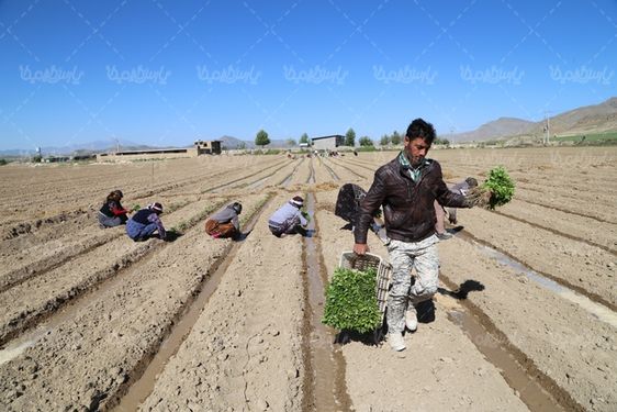 دانلود تصویر با کیفیت نهال گوجه فرنگی