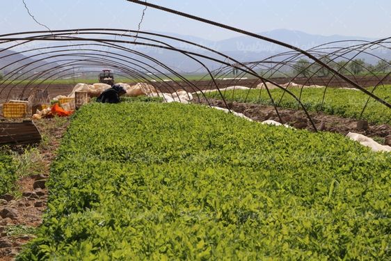 تصویر با کیفیت کشاورزی