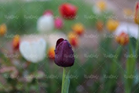 تصویر با کیفیت گل زیبا