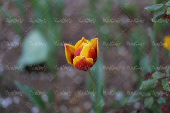 تصویر با کیفیت گل زیبا