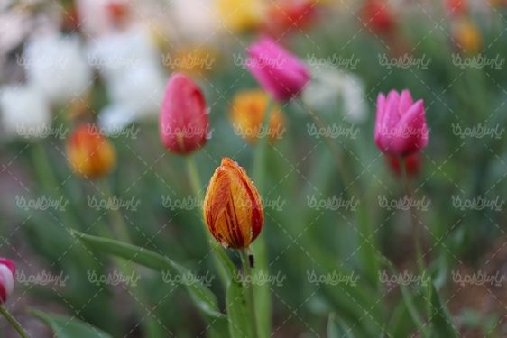 تصویر با کیفیت گل زیبا