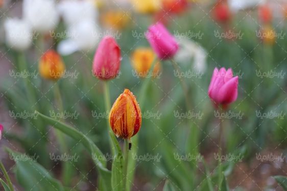 عکس با کیفیت گل زیبا