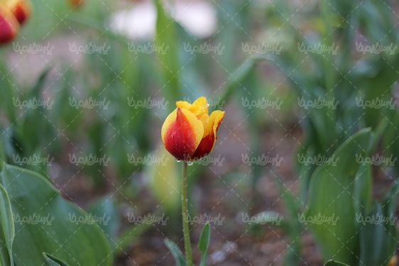 عکس با کیفیت گل زیبا