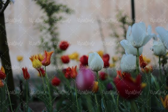 عکس با کیفیت گل زیبا